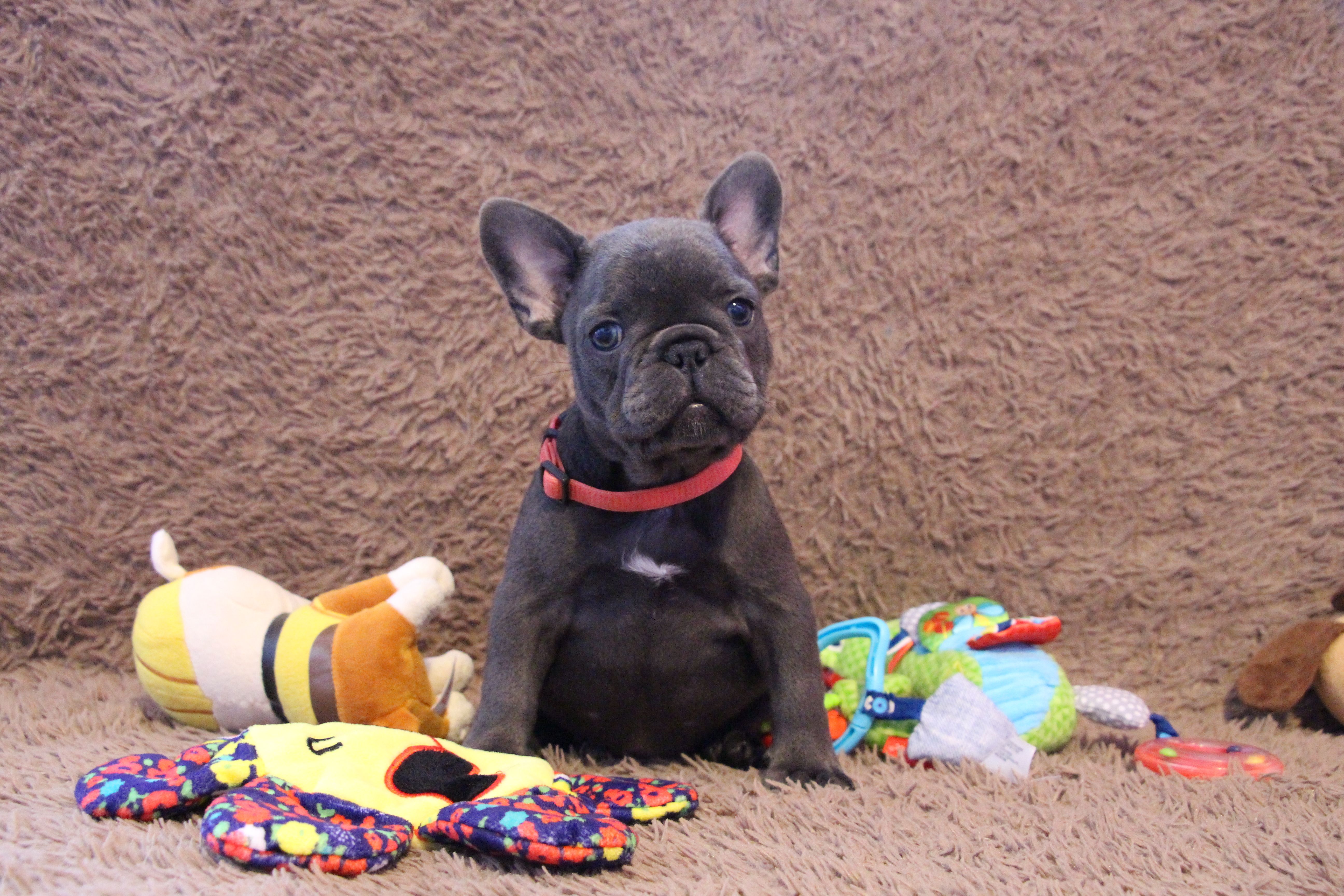 <svg class='pink'></svg> <b>Miss Little Heart</b> <svg class='pink'></svg>